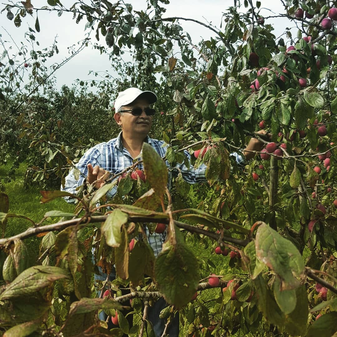 Sensasi Musim Buah di Negeri Belanda